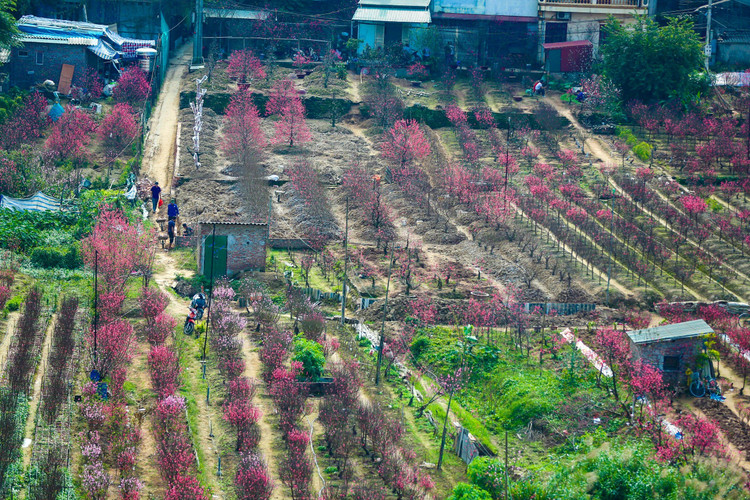 Lang dao Nhat Tan – Phu Thuong tu goc cao, moi la ra sao?-Hinh-5