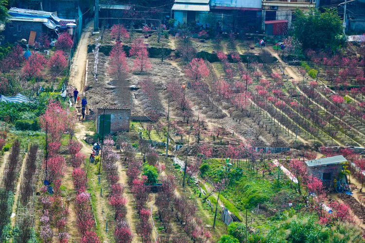 Lang dao Nhat Tan – Phu Thuong tu goc cao, moi la ra sao?-Hinh-5