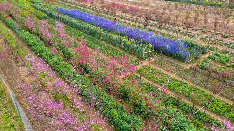 Lang dao Nhat Tan – Phu Thuong tu goc cao, moi la ra sao?-Hinh-8