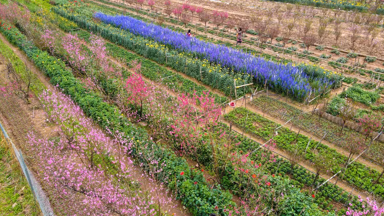 Lang dao Nhat Tan – Phu Thuong tu goc cao, moi la ra sao?-Hinh-8