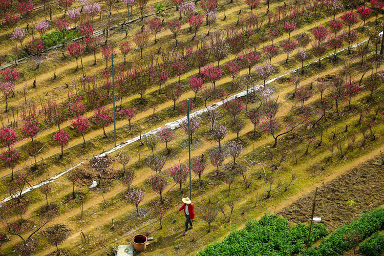 Lang dao Nhat Tan – Phu Thuong tu goc cao, moi la ra sao?-Hinh-2