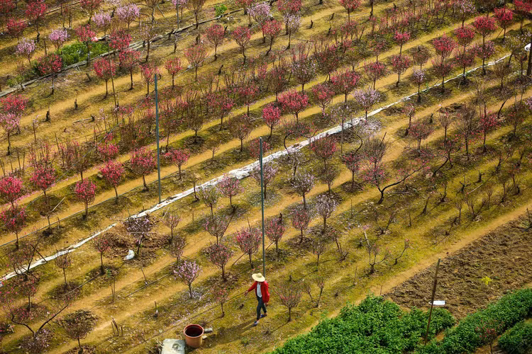 Lang dao Nhat Tan – Phu Thuong tu goc cao, moi la ra sao?-Hinh-2