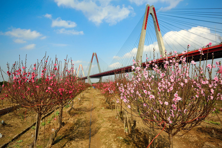 Lang dao Nhat Tan – Phu Thuong tu goc cao, moi la ra sao?-Hinh-10