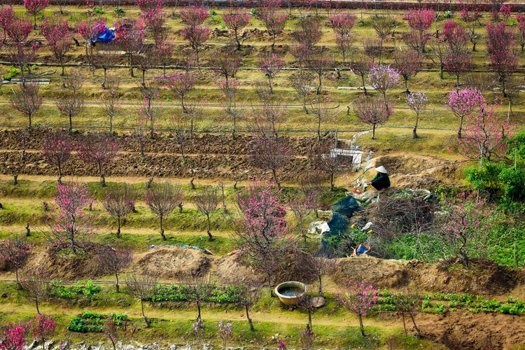 Lang dao Nhat Tan – Phu Thuong tu goc cao, moi la ra sao?-Hinh-7