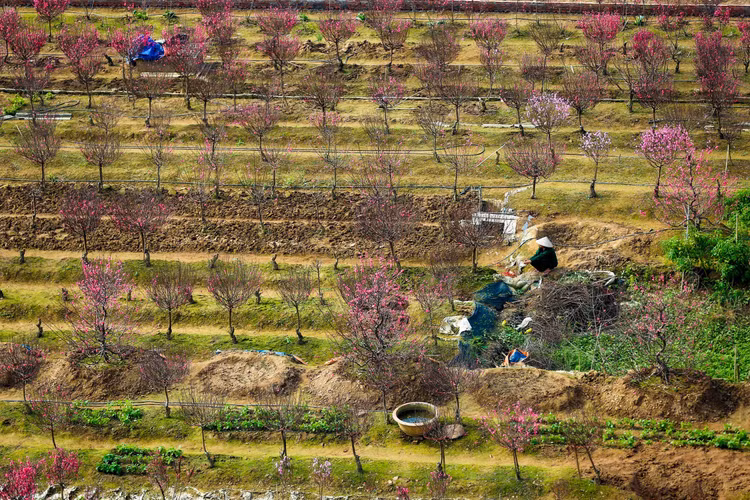Lang dao Nhat Tan – Phu Thuong tu goc cao, moi la ra sao?-Hinh-7