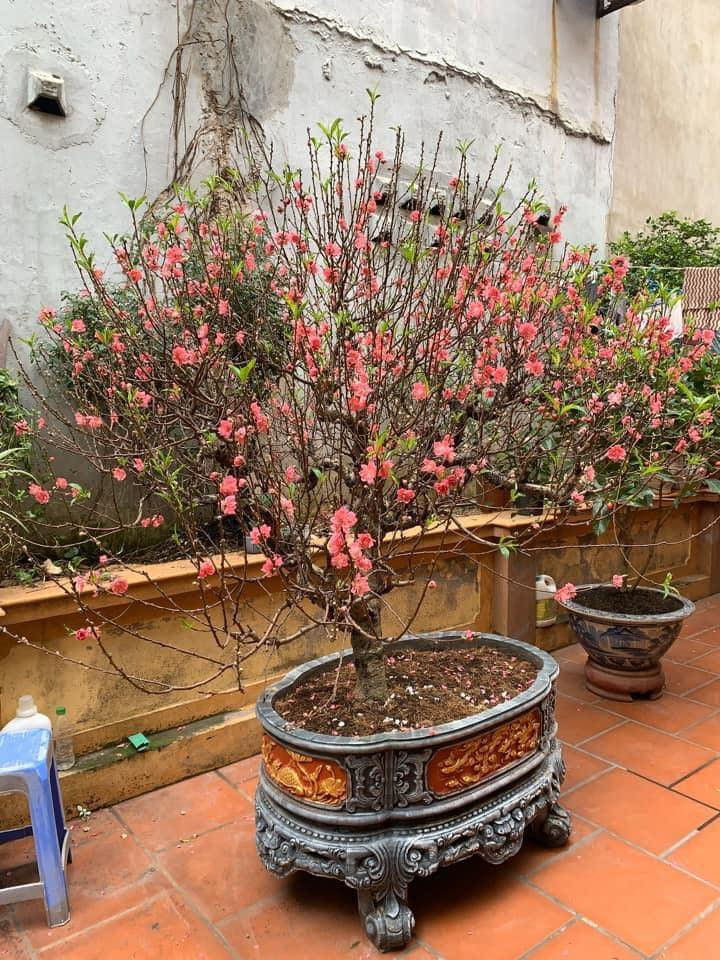 Có gia đình vừa kịp mua đào hôm 22 Âm lịch, mà sang đến ngày 24 đã nở rộ rực rỡ.