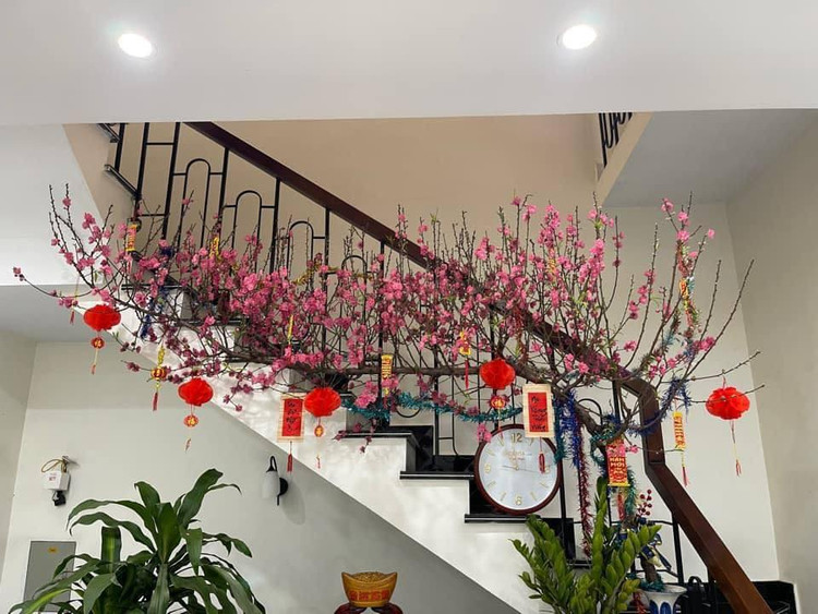 Có người khuyên nên đổ đá lạnh vào gốc cây mỗi ngày, như vậy hoa sẽ nở chậm hơn.