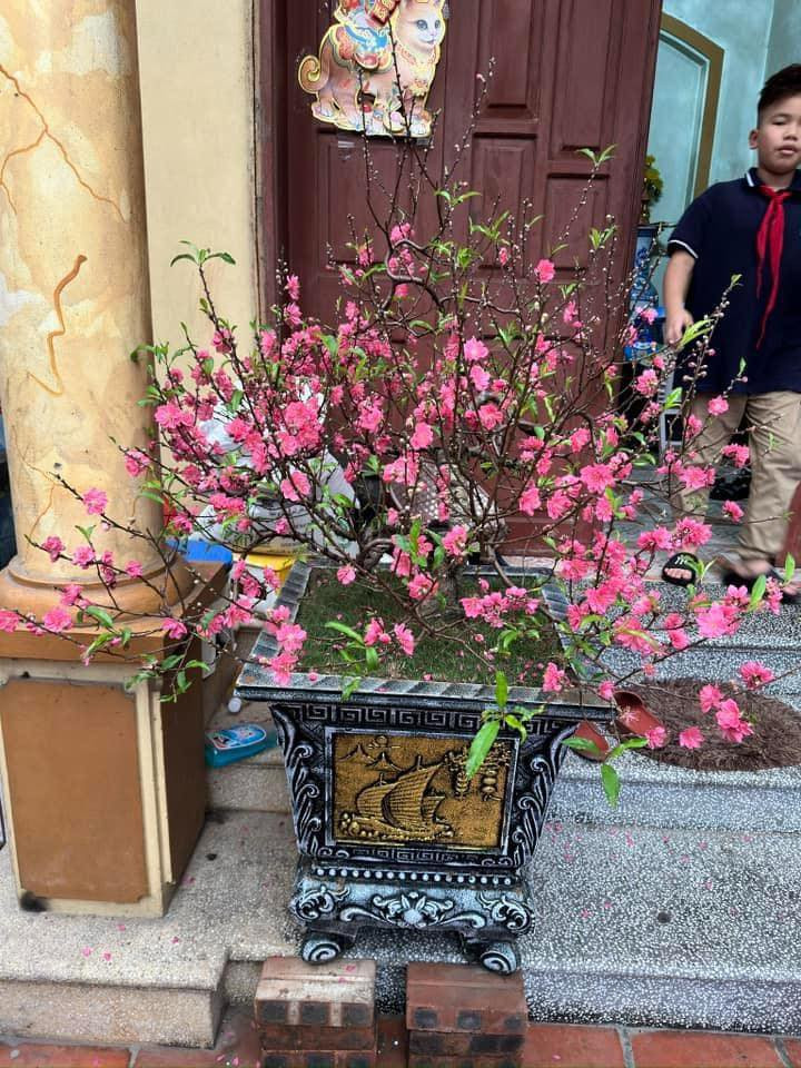 Không chỉ những giống đào phai, đào bích, đào huyền thông thường mà nhiều gia đình chơi đào rừng cũng cặp phải tình cảnh tương tự. Thậm chí còn có cành đào còn ra hoa ngay từ 20 Âm lịch.