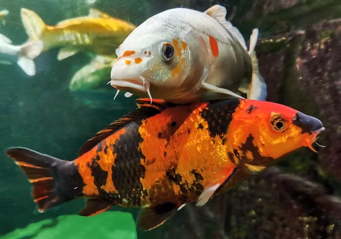 Ca Koi 49 ty khien dai gia xuong tien co gi dac biet?