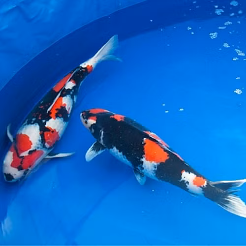 Ca Koi 49 ty khien dai gia xuong tien co gi dac biet?-Hinh-8