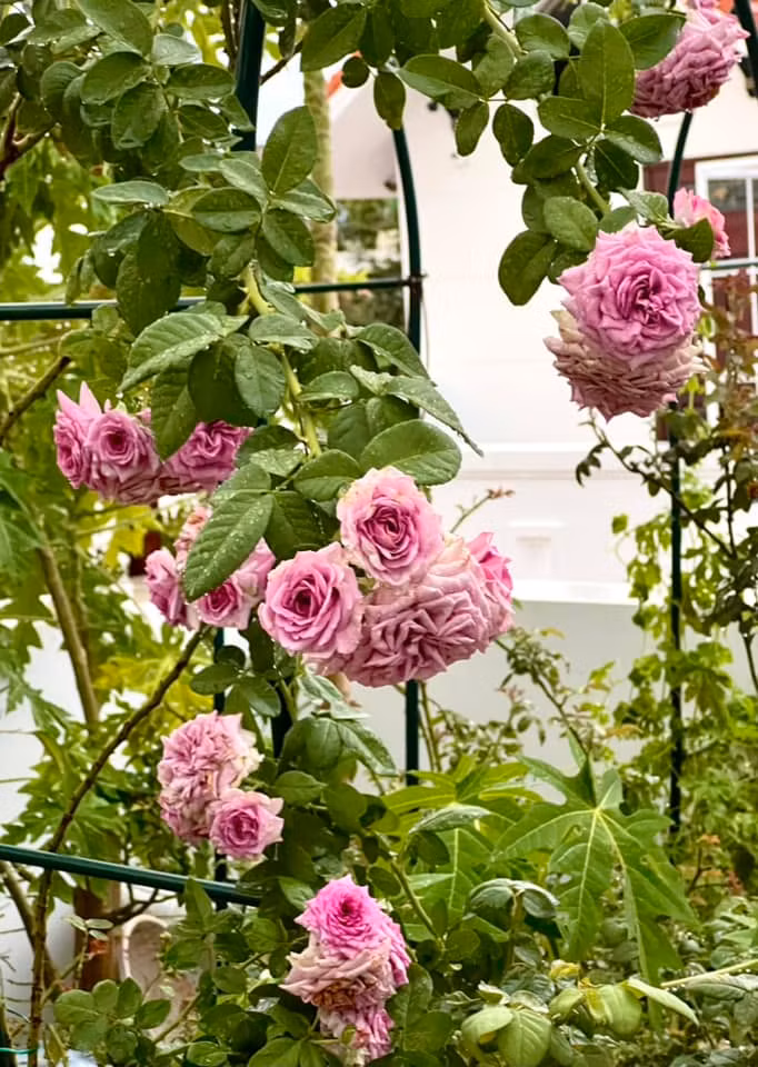 Me man vuon hong ruc ro trong biet thu cua MC Quyen Linh-Hinh-10