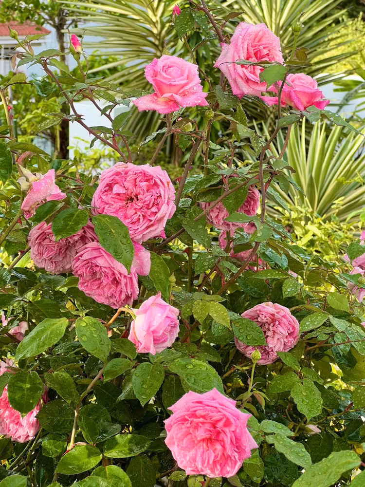 Me man vuon hong ruc ro trong biet thu cua MC Quyen Linh-Hinh-6