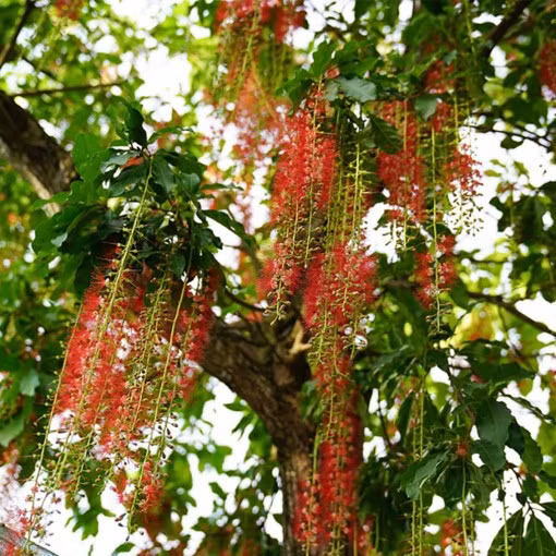 Sung sot 4 loai cay canh dep me ly len doi tu co dai-Hinh-11