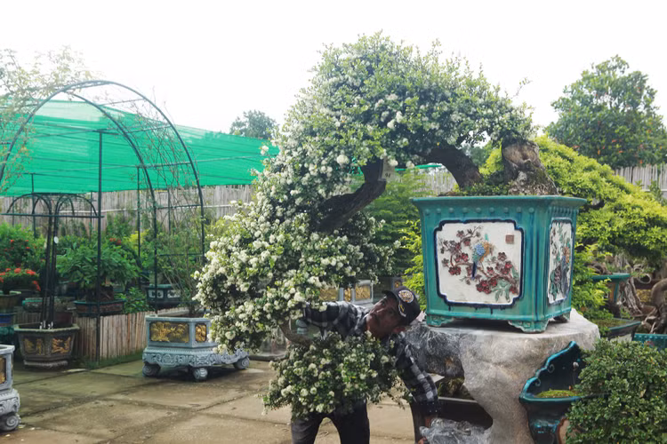 Sung sot 4 loai cay canh dep me ly len doi tu co dai-Hinh-3