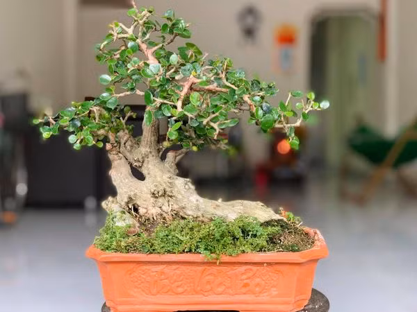 Sung sot 4 loai cay canh dep me ly len doi tu co dai-Hinh-5