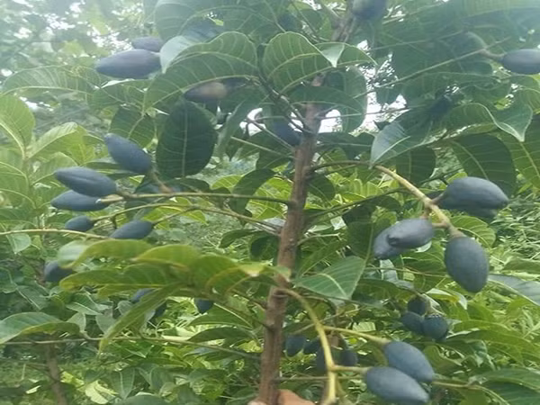 Bat ngo loai qua xua chong doi gio duoc vi nhu “vang den”