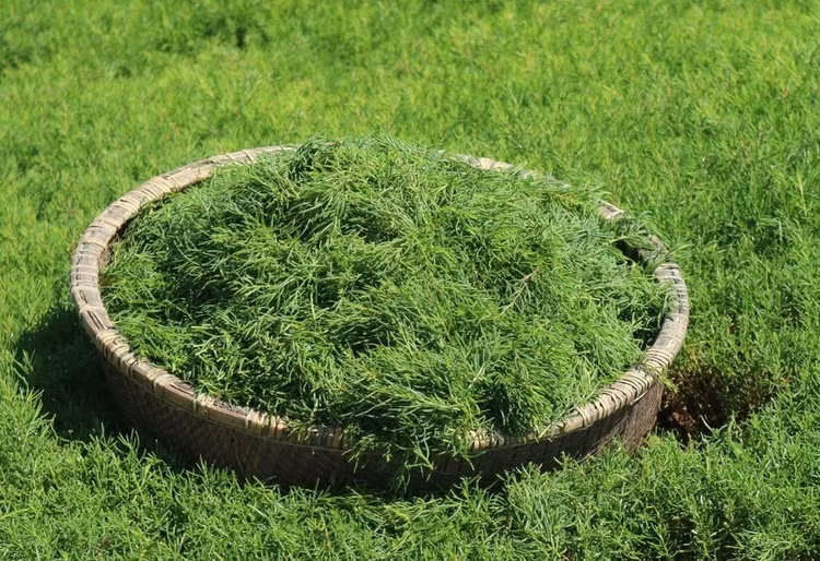 4 cay dai bat ngo hoa “mo tien” giup nong dan “hot bac“-Hinh-7