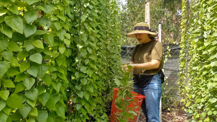 4 cay dai bat ngo hoa “mo tien” giup nong dan “hot bac“-Hinh-9