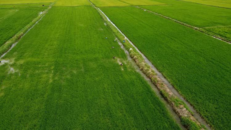 4 cay dai bat ngo hoa “mo tien” giup nong dan “hot bac“-Hinh-10