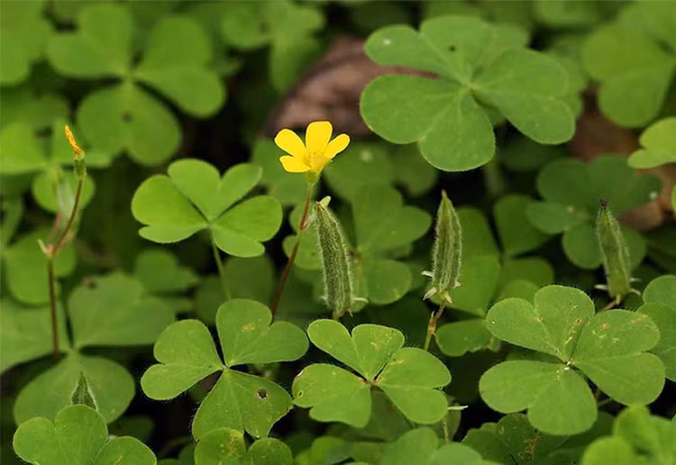 4 cay dai bat ngo hoa “mo tien” giup nong dan “hot bac“-Hinh-2