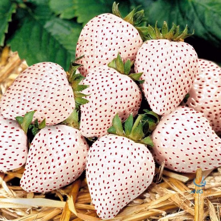 Dieu chua biet ve dau tay gia tien trieu, khach van dua nhau mua-Hinh-9