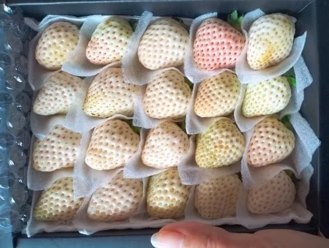 Dieu chua biet ve dau tay gia tien trieu, khach van dua nhau mua-Hinh-7