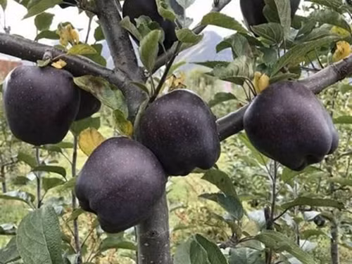 3 loai tao dat nhu “kim cuong”, co tien chua chac mua duoc-Hinh-8