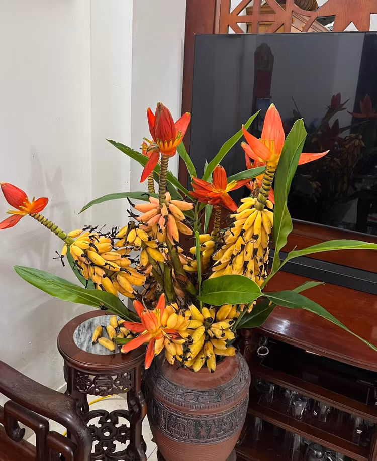 Chi em ro mot chi tien trieu mua chuoi buong ve cam binh-Hinh-2