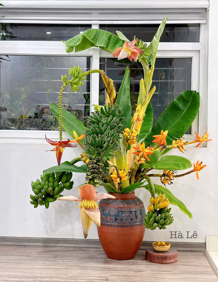 Chi em ro mot chi tien trieu mua chuoi buong ve cam binh-Hinh-6