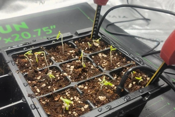 Lập trình viên cho AI trồng cà chua để thử giới hạn thật 