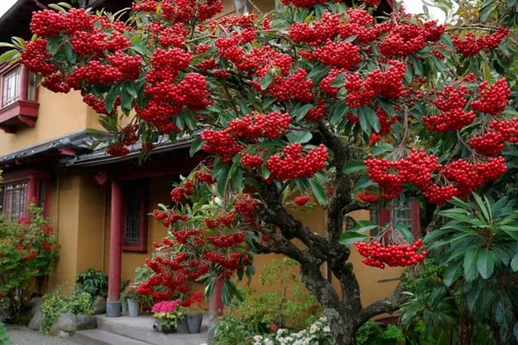 Có 4 cây cảnh này trước nhà, gia chủ tài lộc bất tận