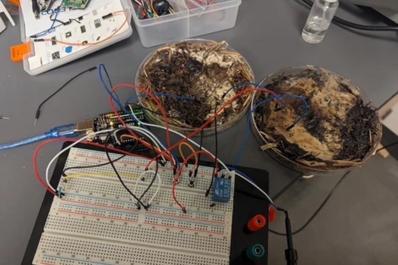 Nấm hương thay chip silicon, mở ra kỷ nguyên máy tính sinh học