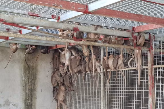 Chặn đứng xe khách chở “kho hàng sống” trên đường ra Bắc