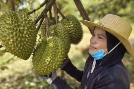 [VIDEO] Xuất khẩu sầu riêng tăng vọt 2 tỷ USD nhưng giá bán tại vườn lao dốc