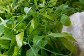 Loại rau mọc hoang là 'kho dinh dưỡng', giới sành ăn 'tranh nhau mua'