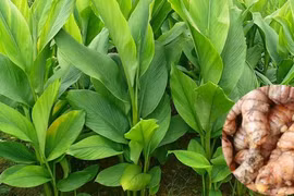 Cây thuốc quý mọc đầy vườn, dùng mỗi ngày bổ dưỡng