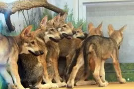 Sói đào tẩu khỏi vườn thú Daejeon, hàng trăm người truy tìm