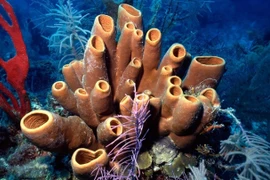 Khám phá động vật đầu tiên trên Trái đất qua 'hóa thạch hóa học'