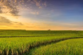 Cây lúa trong tâm thức Việt: Từ nguồn sống đến biểu tượng thiêng