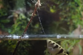 Loài cá cung thủ 'tay súng bắn tỉa' độc đáo của rừng ngập mặn