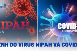 Bệnh do virus Nipah có nguy hiểm như Covid-19?