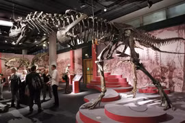 Albertosaurus - 'sát thủ tốc độ' có thể săn mồi theo bầy thời khủng long