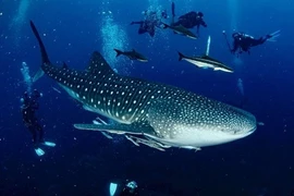 Cá mập voi vượt chặng đường dài 1.200 km để kiếm ăn