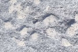 Khám phá bí mật hệ sinh thái cổ đại qua dấu vết hóa thạch ở Nam Phi