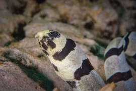 Cá đóng giả rắn, màn ngụy trang đỉnh cao dưới đáy biển