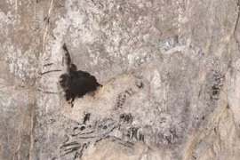 Tìm thấy xương của thủy quái kỷ Jura trên trần hang động đá vôi