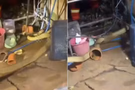 Cuộc truy bắt rắn hổ mang chúa dài 4 mét trong nhà dân