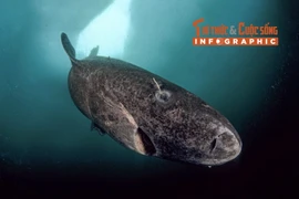 [INFOGRAPHIC] Giải mã loài cá mập sống lâu 500 tuổi