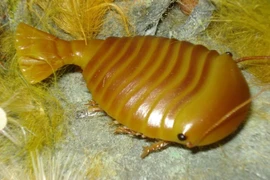 Sinh vật kỳ lạ 500 triệu năm tuổi hé lộ bí ẩn đại dương thời tiền sử