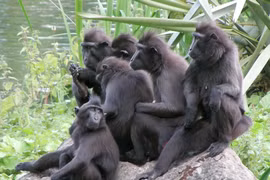 Khám phá loài khỉ đen chai mông độc đáo ở Indonesia